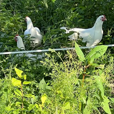 Апартаменты Ferienhaeuschen In