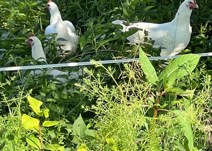 Daire Ferienhaeuschen In